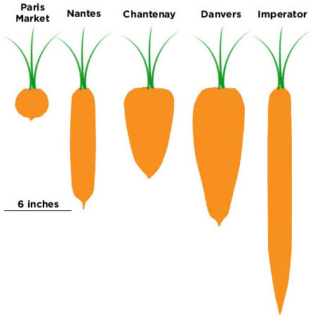 carrot shapes