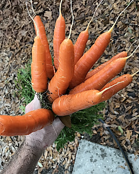 bunch of carrots