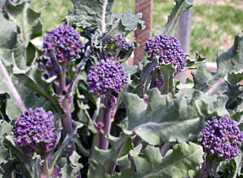 sprouting broccoli
