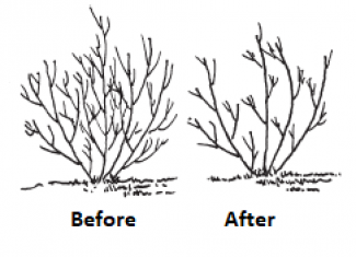 Pruning by thinning cuts