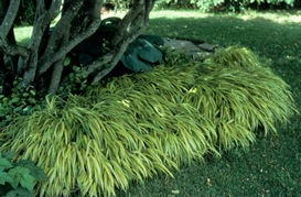 Japanese grass Hakonechloa 