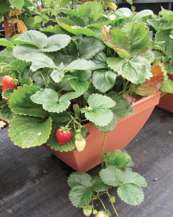 strawberries in container
