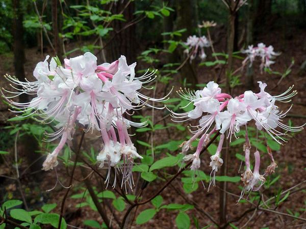 Rhododendron canescens