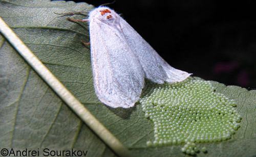 eggs and adult moth