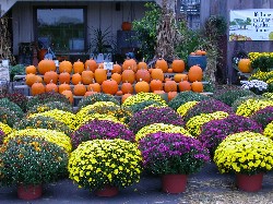 fall mums & pumpkins