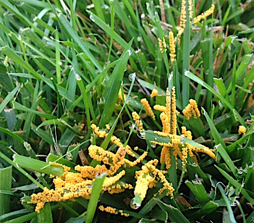 grass slime mold