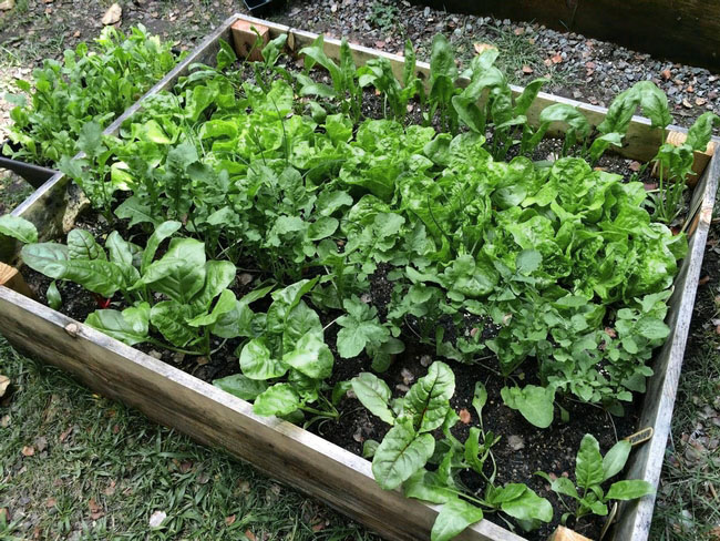 Spinach, lettuce, chard