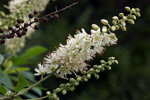 clethera flower