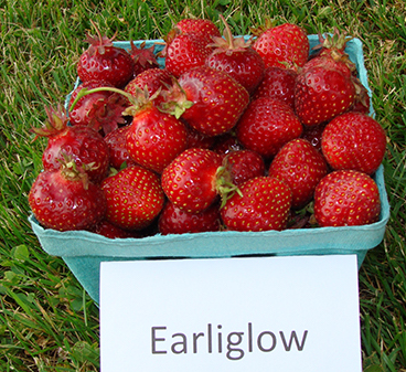 Earliglow strawberry