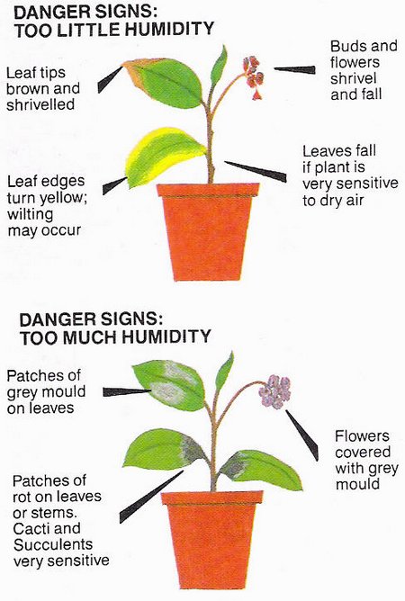humidity on plants