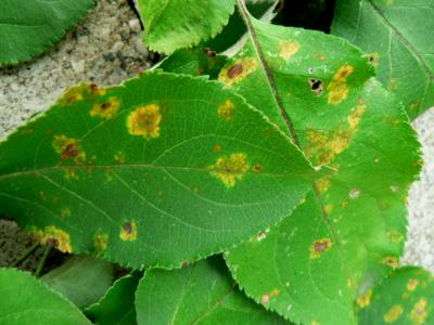 rust on crabapple leaf