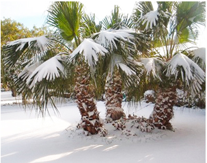 snow on tropicals