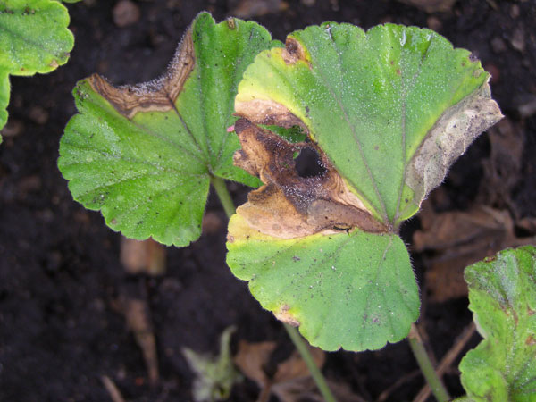 Botrytis blight on geranium leaf