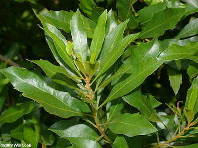 Evergreen leaves