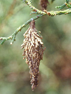 bagworm