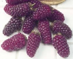 purple raspberry