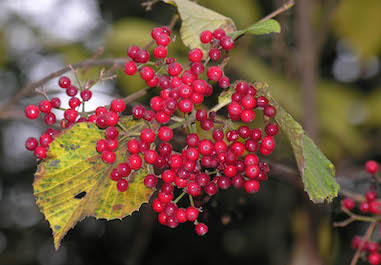 Berries of Viburnum