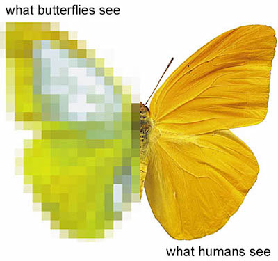 Insects see in much better resolution than we thought