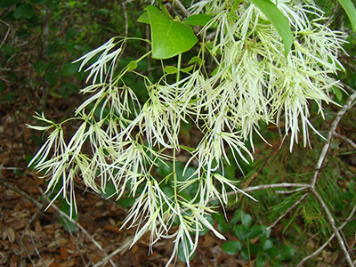 Fringe tree flower