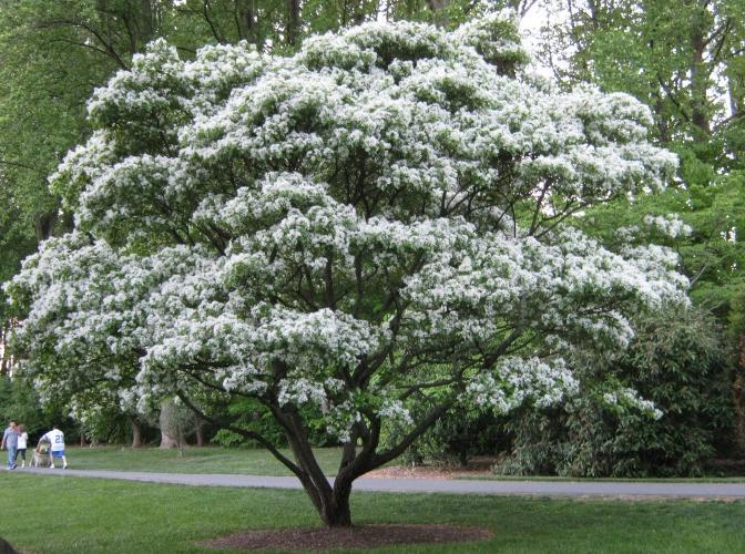 white fringe tree
