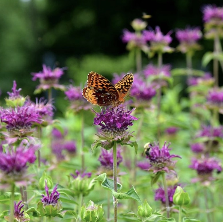 photo: Mt. Cuba Center monarda