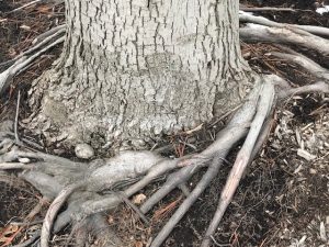 Girdling tree roots
