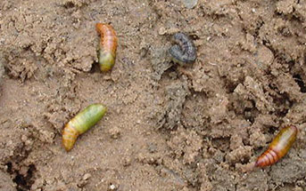 pupea armyworms