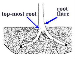 Root flare