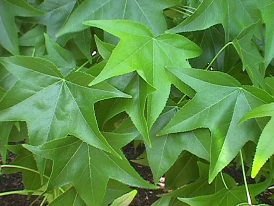 sweetgum leaves