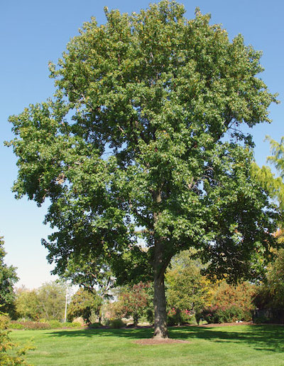 sweetgum tree