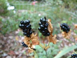 Blackberry lily seedhead