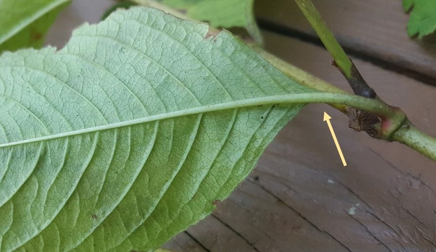 leaf base