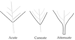 Leaf Bases Referenced in the Key