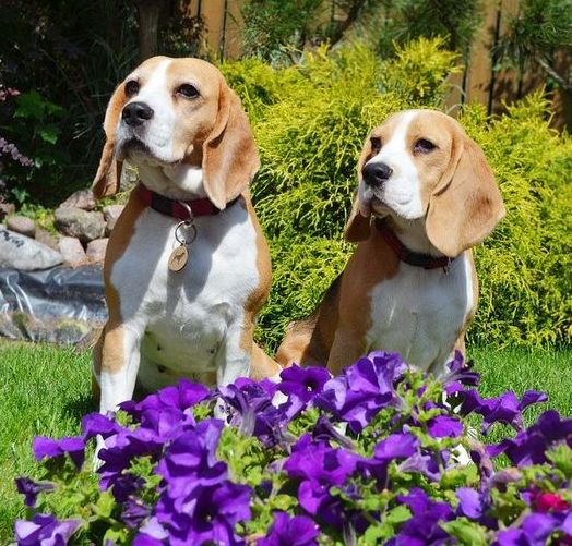 dogs in garden