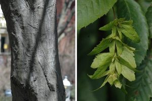 Bark and leaves