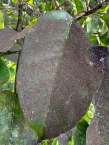 Black Sooty Mold on a Leaf