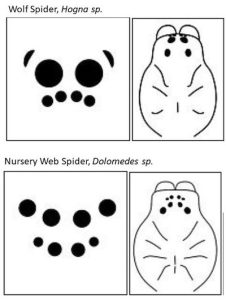 wolf & nursery spider eye arrangements