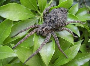 wolf spider with hatchlings