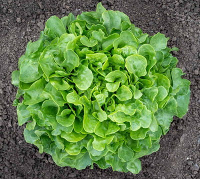 Bauer Lettuce