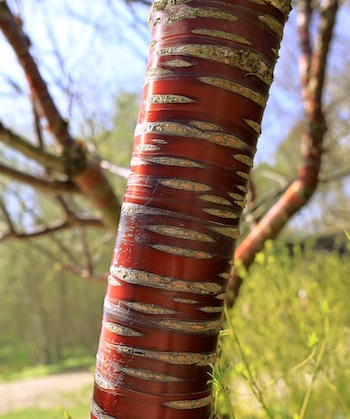 Birch Bark or Tibetan Cherry