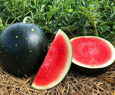 Century Star watermelon