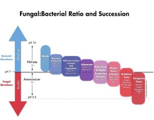 Fungal:Bacterial Ratio and Succession
