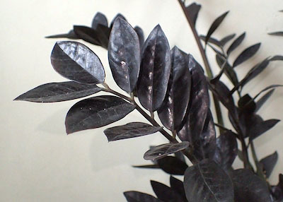 Zamioculcas zamiifolia 'Raven'