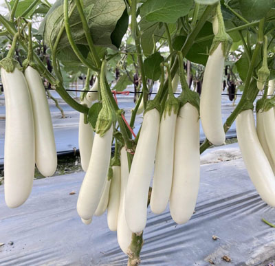 Icicle Eggplant