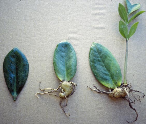 Zamioculcas zamiifolia propagation