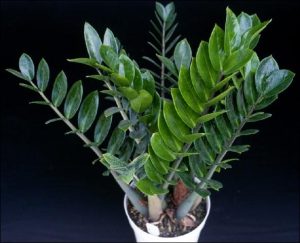 Zamioculcas zamiifolia