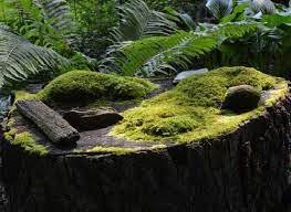 photo: Dale Sievert, Michigan Tech moss covered stump
