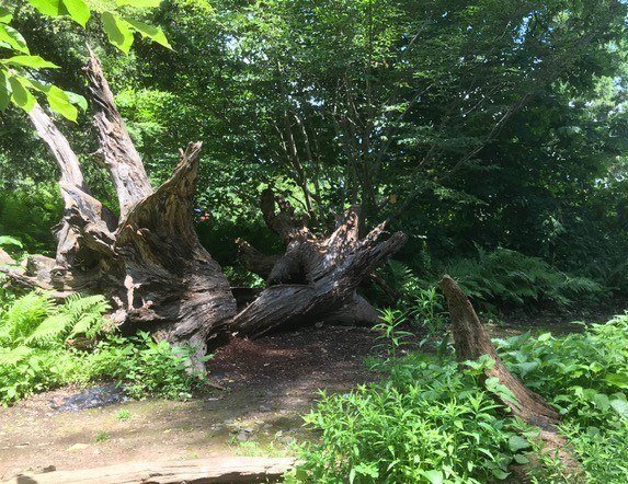 stumpery