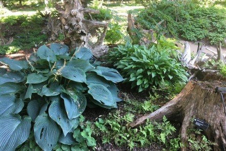 stumpery