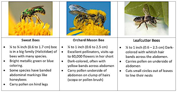 bees chart